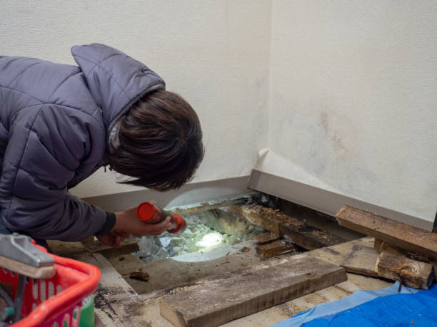 Best Commercial Mold Inspection  in Creve Coeur, IL
