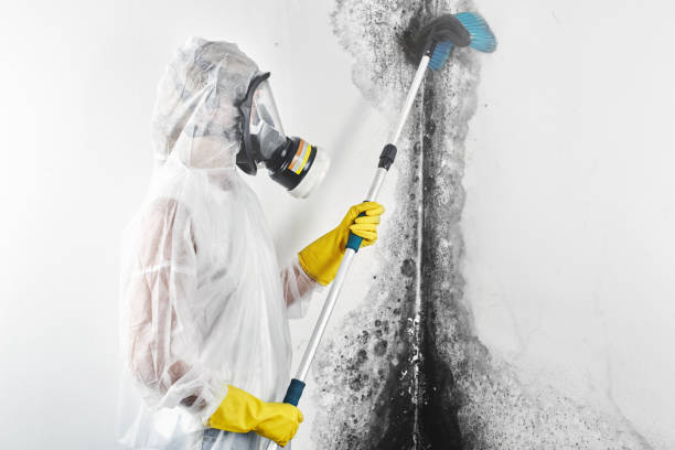 Best Biohazard Mold Removal  in Creve Coeur, IL