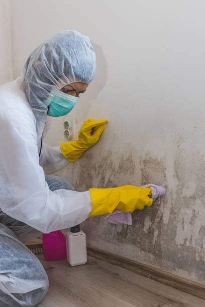 Best Residential Mold Inspection & Testing  in Creve Coeur, IL
