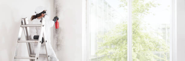  Creve Coeur, IL Mold Removal Pros